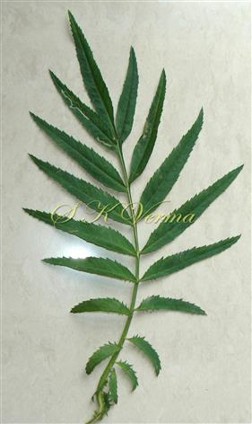 Leaf-Adaxial view